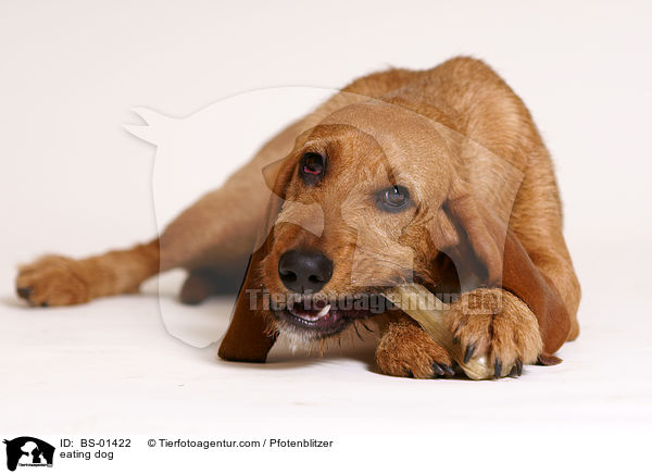 fressender Hund / eating dog / BS-01422