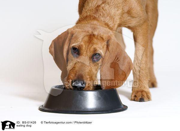 fressender Hund / eating dog / BS-01426