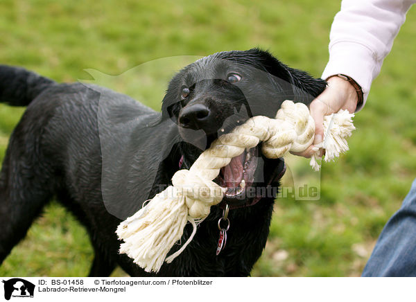 Labrador-Retriever-Mischling / Labrador-Retriever-Mongrel / BS-01458
