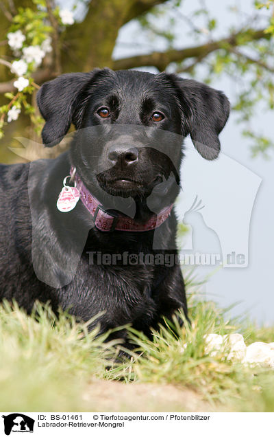 Labrador-Retriever-Mischling / Labrador-Retriever-Mongrel / BS-01461