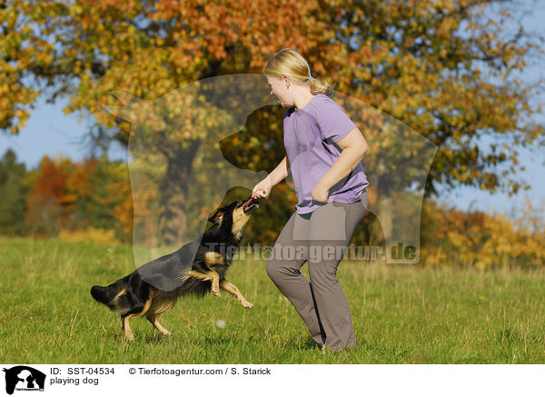 spielender Hund / playing dog / SST-04534