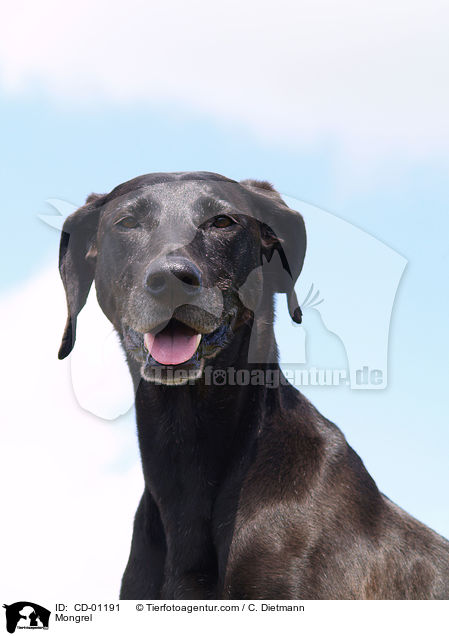 Weimaraner-Windhund-Mischling / Mongrel / CD-01191