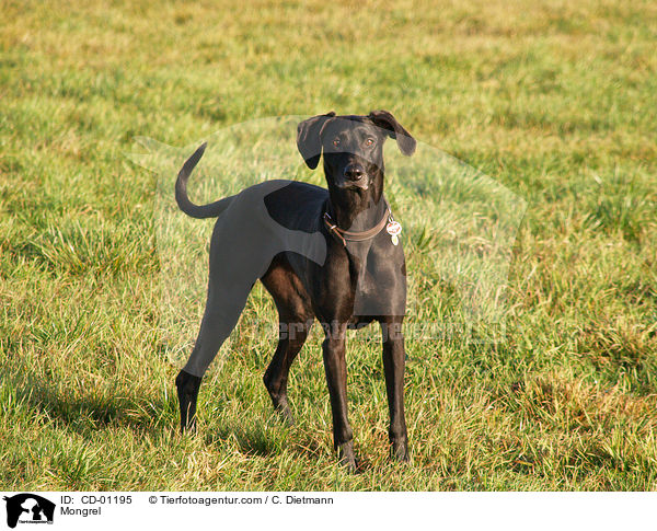 Weimaraner-Windhund-Mischling / Mongrel / CD-01195