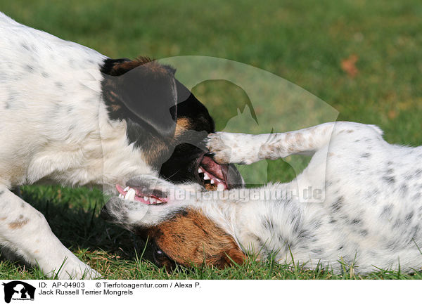Jack-Russell-Terrier-Mischlinge / Jack Russell Terrier Mongrels / AP-04903