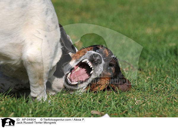 Jack-Russell-Terrier-Mischlinge / Jack Russell Terrier Mongrels / AP-04904