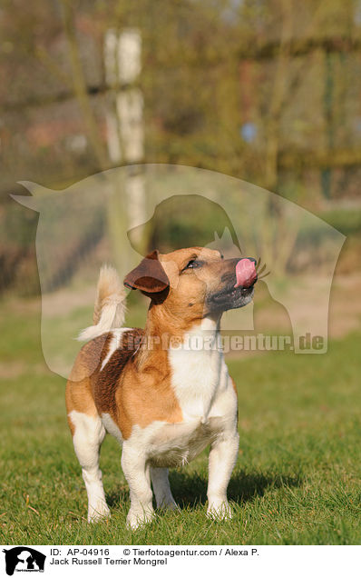 Jack-Russell-Terrier-Mischling / Jack Russell Terrier Mongrel / AP-04916