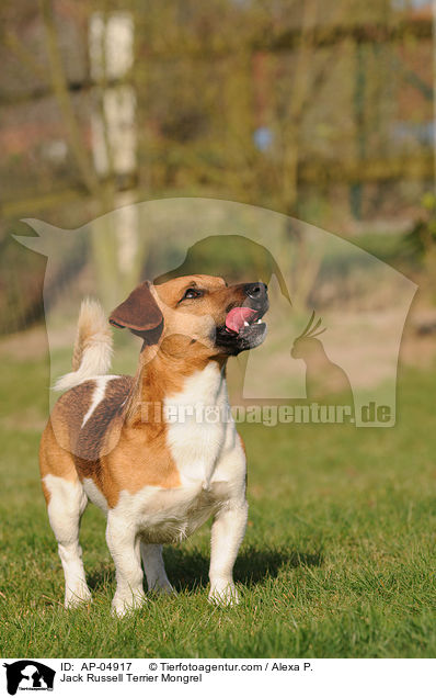 Jack-Russell-Terrier-Mischling / Jack Russell Terrier Mongrel / AP-04917