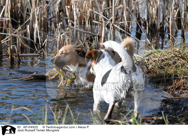 Jack-Russell-Terrier-Mischlinge / Jack Russell Terrier Mongrels / AP-04925