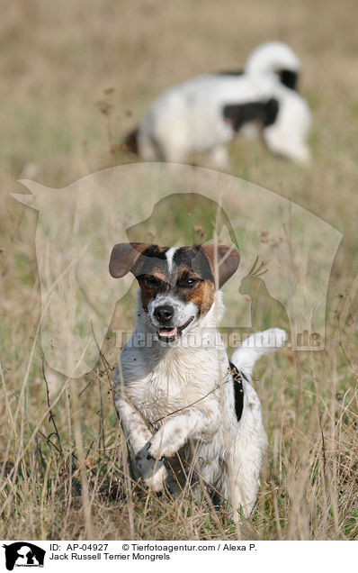 Jack-Russell-Terrier-Mischlinge / Jack Russell Terrier Mongrels / AP-04927