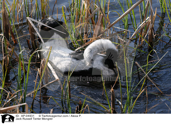 Jack-Russell-Terrier-Mischling / Jack Russell Terrier Mongrel / AP-04931