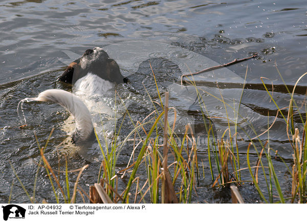 Jack-Russell-Terrier-Mischling / Jack Russell Terrier Mongrel / AP-04932