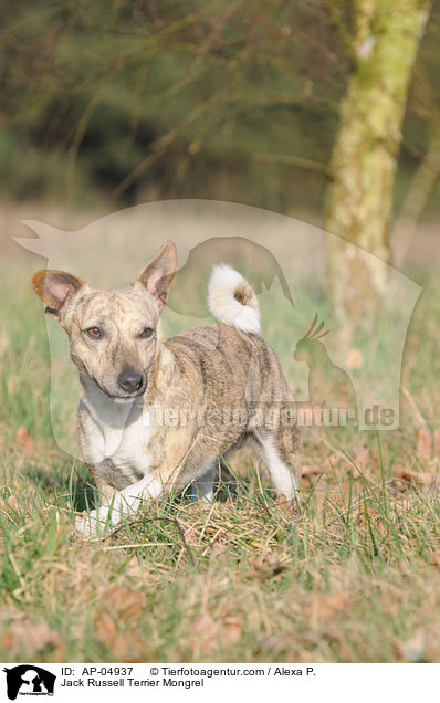 Jack-Russell-Terrier-Mischling / Jack Russell Terrier Mongrel / AP-04937
