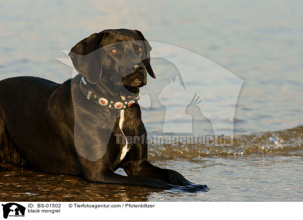 schwarzer Mischling / black mongrel / BS-01502