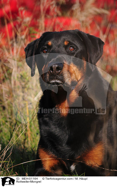 Rottweiler-Mischling / Rottweiler-Mongrel / MEH-01164