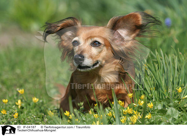 Dackel-Chihuahua-Mix / Teckel-Chihuahua-Mongrel / IF-04187