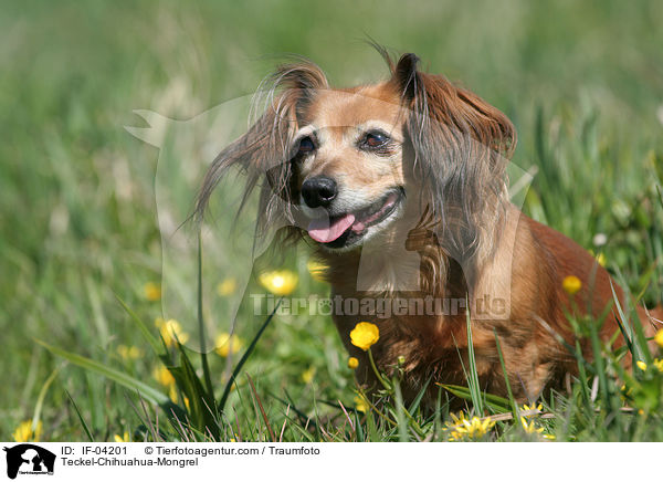 Dackel-Chihuahua-Mix / Teckel-Chihuahua-Mongrel / IF-04201