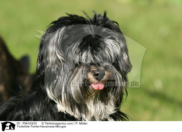 Yorkshire-Terrier-Havaneser-Mischling / Yorkshire-Terrier-Havanese-Mongre / PM-03830