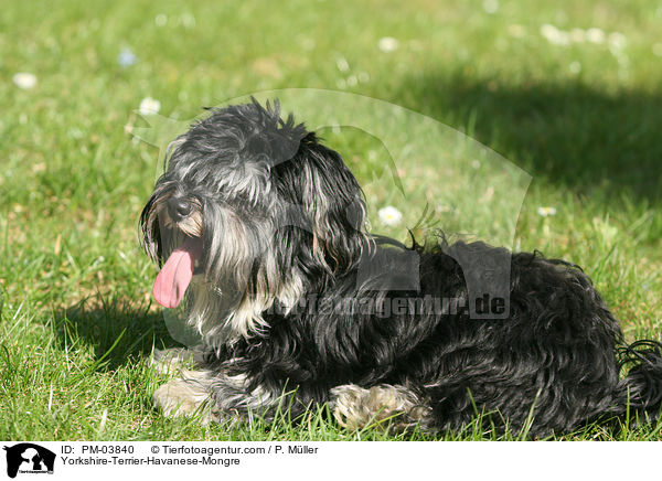 Yorkshire-Terrier-Havaneser-Mischling / Yorkshire-Terrier-Havanese-Mongre / PM-03840
