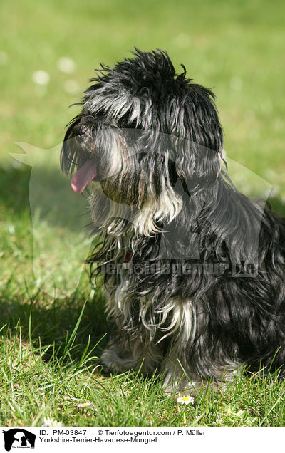Yorkshire-Terrier-Havaneser-Mischling / Yorkshire-Terrier-Havanese-Mongrel / PM-03847