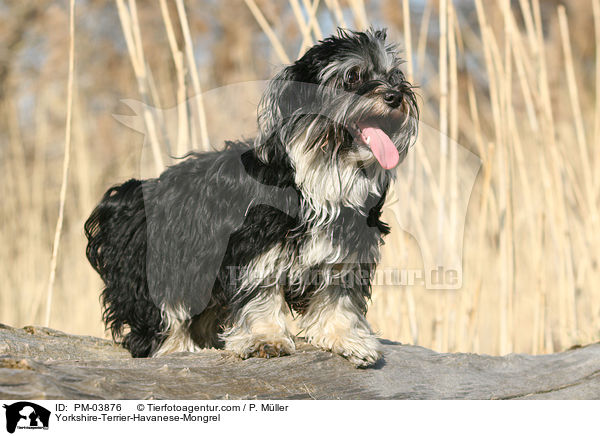 Yorkshire-Terrier-Havaneser-Mischling / Yorkshire-Terrier-Havanese-Mongrel / PM-03876