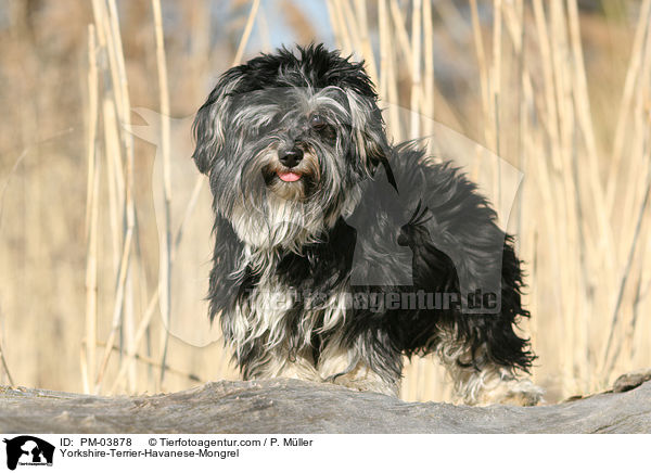 Yorkshire-Terrier-Havaneser-Mischling / Yorkshire-Terrier-Havanese-Mongrel / PM-03878