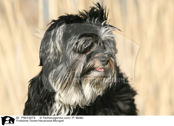 Yorkshire-Terrier-Havaneser-Mischling / Yorkshire-Terrier-Havanese-Mongrel / PM-03879