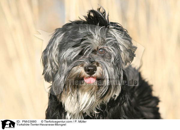 Yorkshire-Terrier-Havaneser-Mischling / Yorkshire-Terrier-Havanese-Mongrel / PM-03880