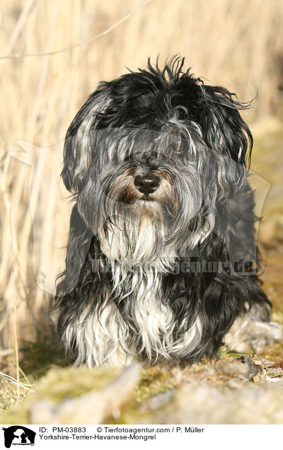 Yorkshire-Terrier-Havaneser-Mischling / Yorkshire-Terrier-Havanese-Mongrel / PM-03883