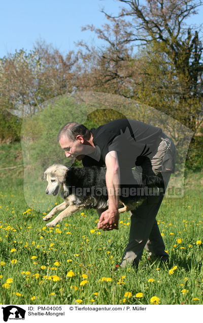 Sheltie-Mischling / Sheltie-Mongrel / PM-04005