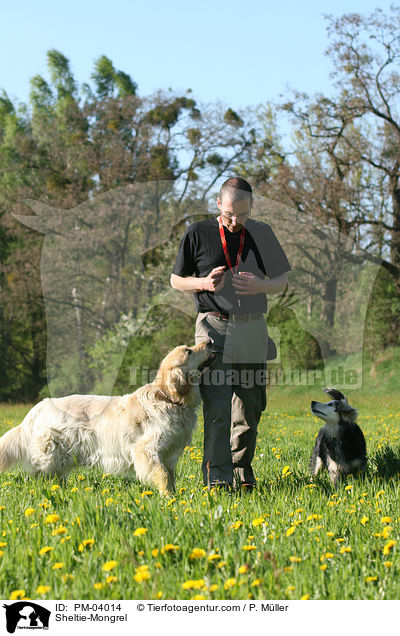 Sheltie-Mischling / Sheltie-Mongrel / PM-04014