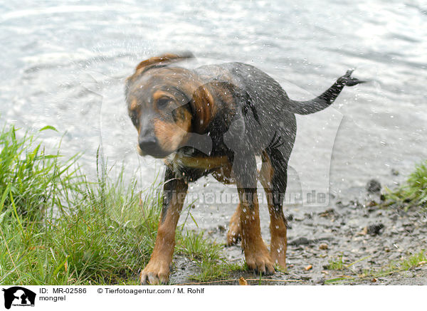 Mischling / mongrel / MR-02586