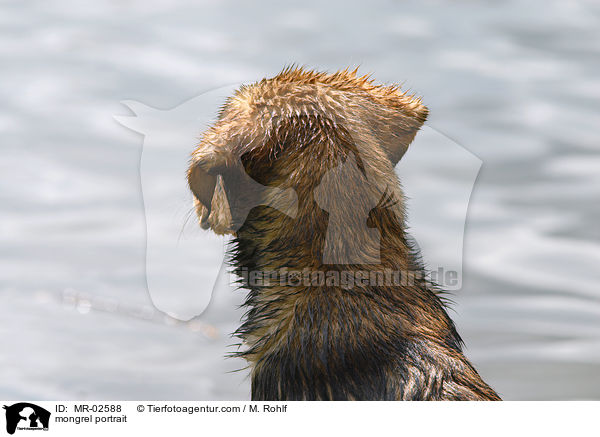 Mischling Portrait / mongrel portrait / MR-02588