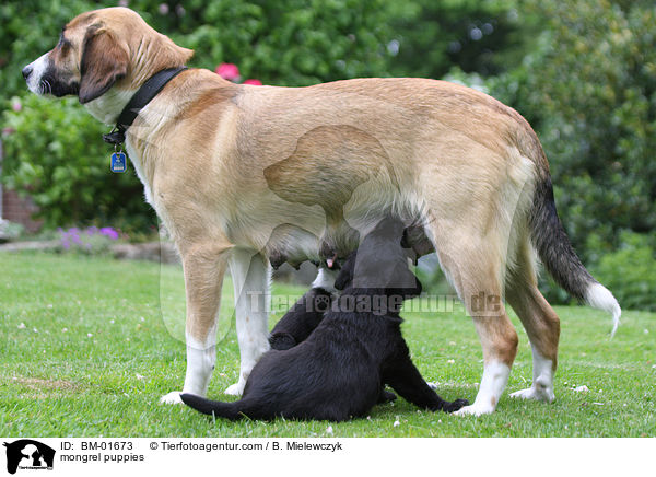 Mischlingswelpen / mongrel puppies / BM-01673