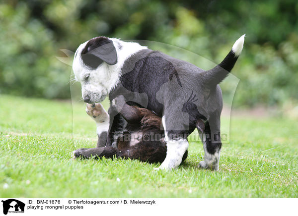 spielende Mischlingswelpen / playing mongrel puppies / BM-01676