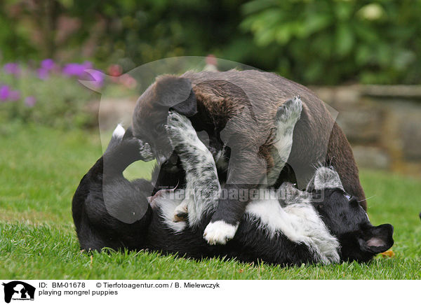 spielende Mischlingswelpen / playing mongrel puppies / BM-01678