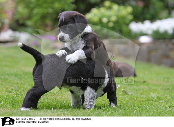 spielende Mischlingswelpen / playing mongrel puppies / BM-01679