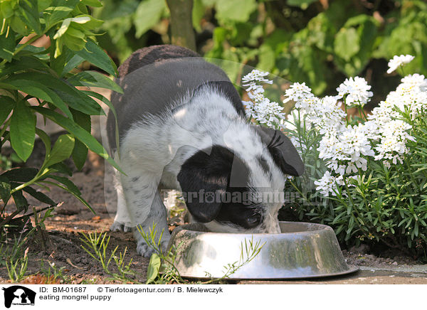 fressender Mischlingswelpe / eating mongrel puppy / BM-01687