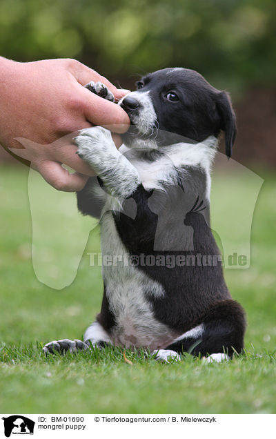 Mischlingswelpe / mongrel puppy / BM-01690