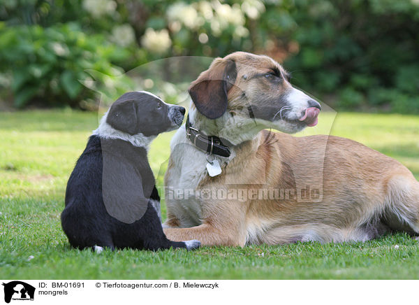 Mischlinge / mongrels / BM-01691
