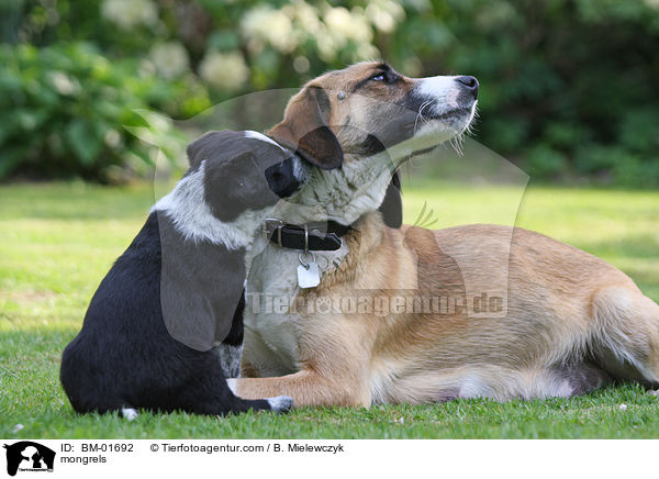 Mischlinge / mongrels / BM-01692