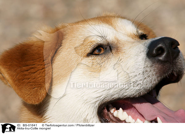 Akita-Inu-Collie-Mix / Akita-Inu-Collie mongrel / BS-01641