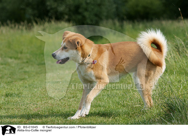 Akita-Inu-Collie-Mix / Akita-Inu-Collie mongrel / BS-01645
