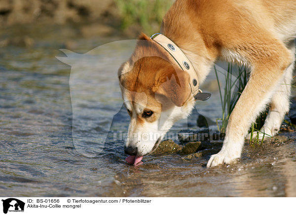 Akita-Inu-Collie-Mix / Akita-Inu-Collie mongrel / BS-01656
