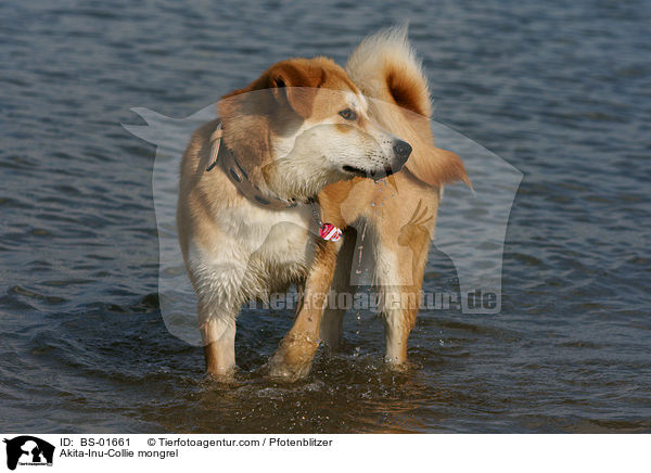 Akita-Inu-Collie-Mix / Akita-Inu-Collie mongrel / BS-01661