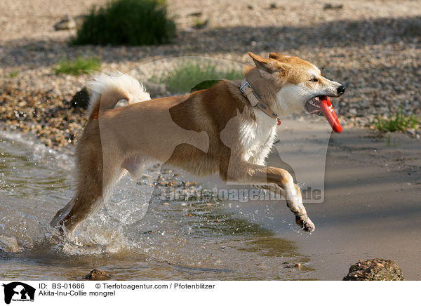 Akita-Inu-Collie-Mix / Akita-Inu-Collie mongrel / BS-01666