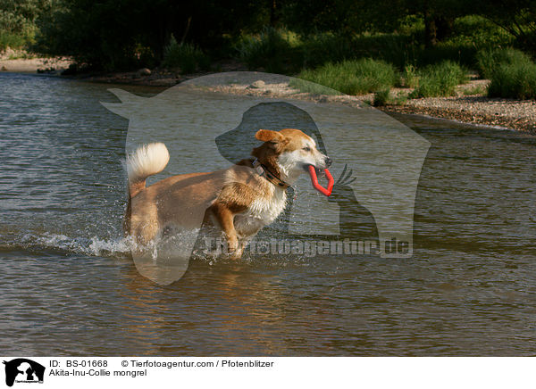 Akita-Inu-Collie-Mix / Akita-Inu-Collie mongrel / BS-01668