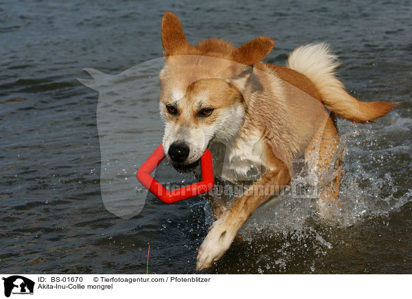 Akita-Inu-Collie-Mix / Akita-Inu-Collie mongrel / BS-01670