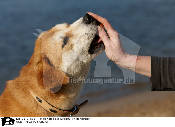 Akita-Inu-Collie-Mix / Akita-Inu-Collie mongrel / BS-01683