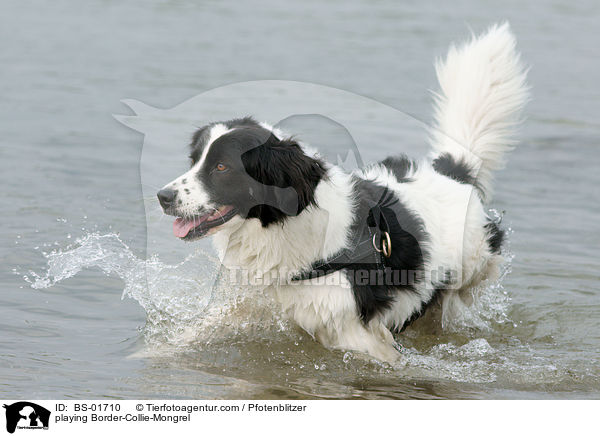 spielender Border-Collie-Mischling / playing Border-Collie-Mongrel / BS-01710