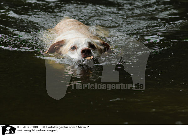 schwimmender Labrador-Mischling / swimming labrador-mongrel / AP-05100